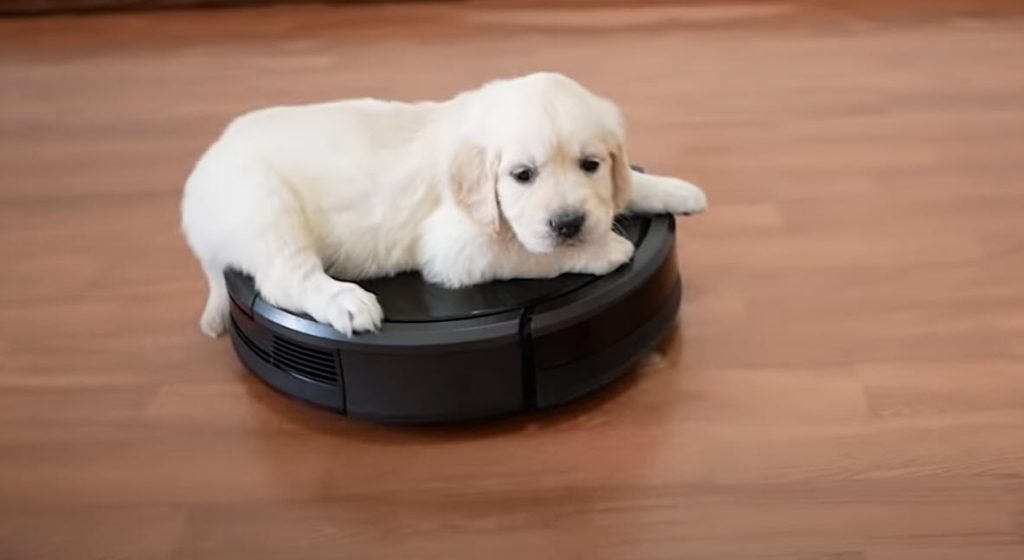 Best Robot Vacuum For Pet Hair 2024 Consumer Reviewed